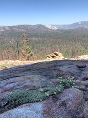 Eriogonum twisselmannii