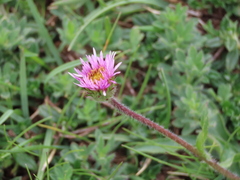 Erigeron alpinus