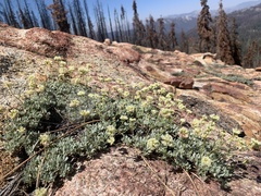 Eriogonum twisselmannii