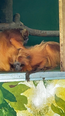 Leontopithecus rosalia