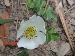 Rosa lucieae