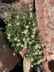 Eriogonum twisselmannii