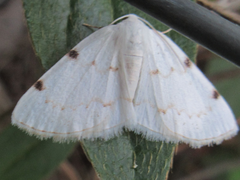 Lomographa bimaculata
