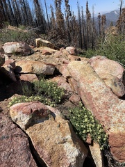 Eriogonum twisselmannii
