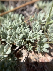 Eriogonum twisselmannii