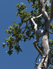 Corymbia confertiflora