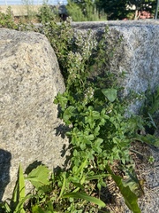 Thymus pulegioides