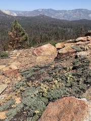 Eriogonum twisselmannii