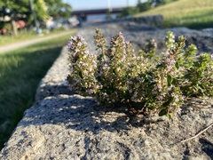 Thymus pulegioides