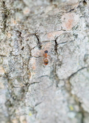 Gelis melanocephalus