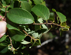 Bridelia leichhardtii