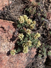 Eriogonum twisselmannii
