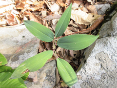 Polygonatum lasianthum