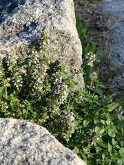 Thymus pulegioides
