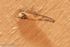 Coccidiphila danilevskyi