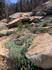 Eriogonum twisselmannii