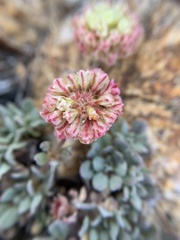Eriogonum twisselmannii