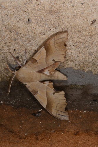 Marumba quercus