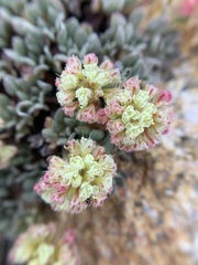 Eriogonum twisselmannii