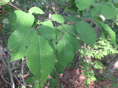 Neoshirakia japonica