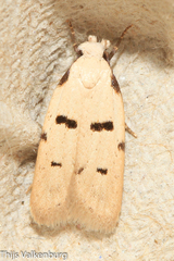 Stibaromacha ratella