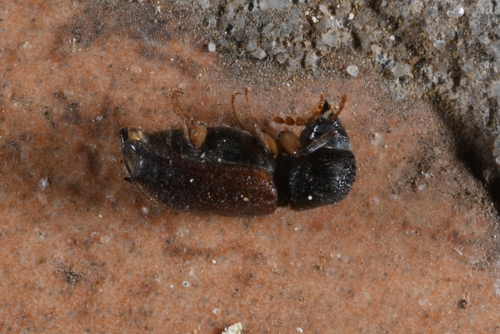 Xylopertha praeusta