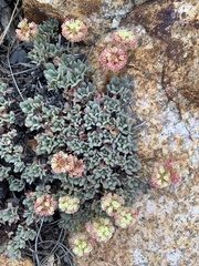Eriogonum twisselmannii