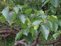 Betula celtiberica