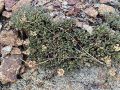 Eriogonum twisselmannii