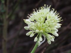 Allium victorialis