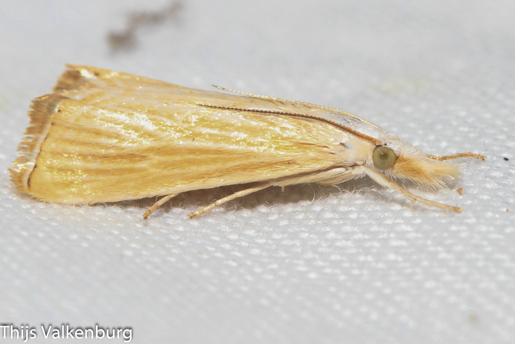 Xanthocrambus delicatellus