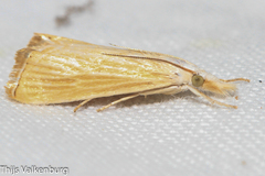 Xanthocrambus delicatellus