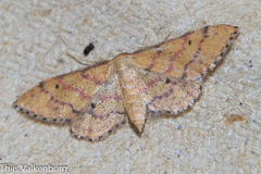Idaea rhodogrammaria