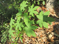 Kalopanax septemlobus