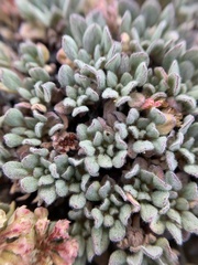 Eriogonum twisselmannii