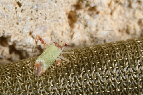 Phytocoris abeillei