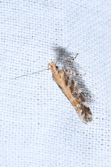 Aristotelia decoratella