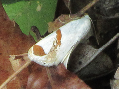 Sphragifera biplagiata