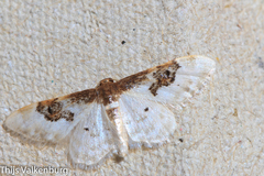 Idaea mustelata