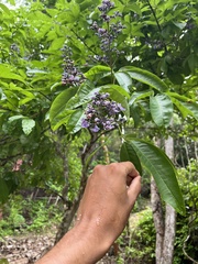 Vitex hemsleyi