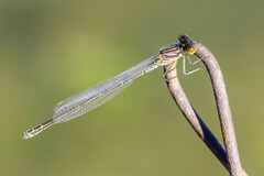 Erythromma viridulum