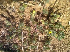 Medicago rigidula