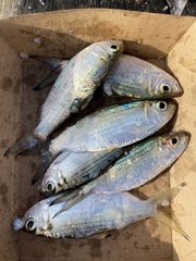 Herklotsichthys castelnaui