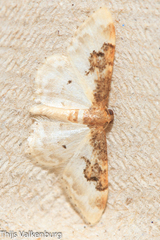 Idaea mustelata
