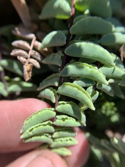 Pellaea bridgesii image