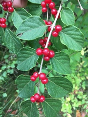 Lonicera