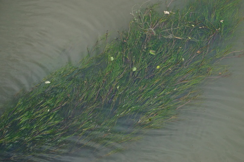 Image of Ranunculus fluitans by (c) Patrick Hacker, some rights reserved (CC BY)