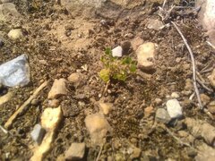 Trifolium suffocatum