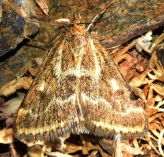 Pyrausta limbopunctalis