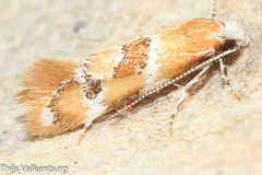 Epicallima mercedella